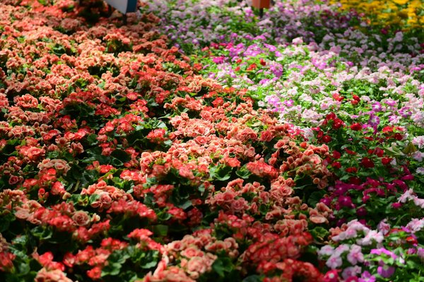 Quels sont les avantages d'un système de chauffage hybride solaire-gaz ?