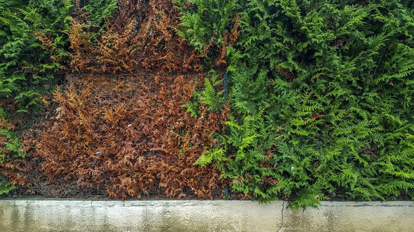 Les étapes pour choisir et planter une haie idéale